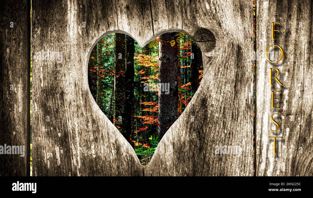 Vista a través de un corazón de madera en un bosque Foto de stock