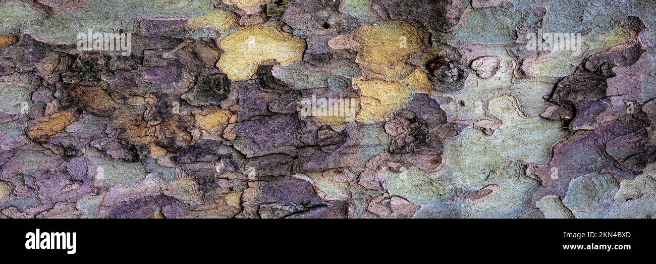 Resumen de la textura de fondo de la corteza en un árbol plano en formato panorámico Foto de stock