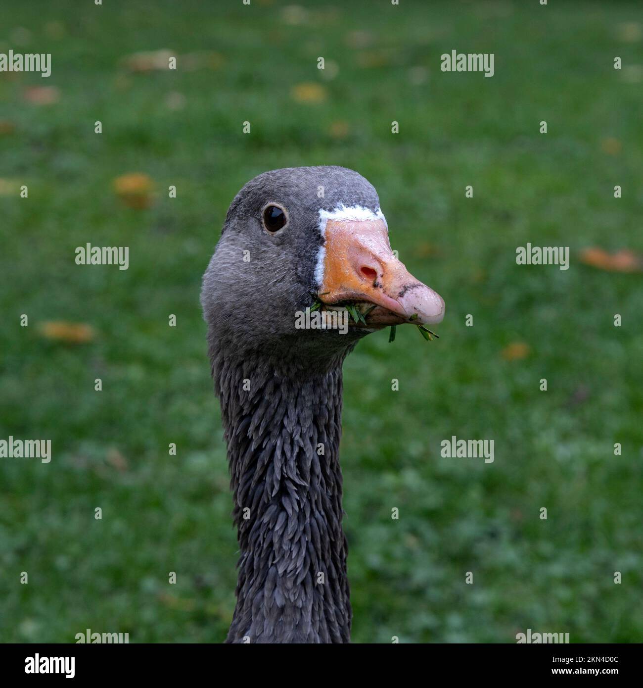 Retrato del ganso del grey (Anser anser) sobre fondo verde Foto de stock