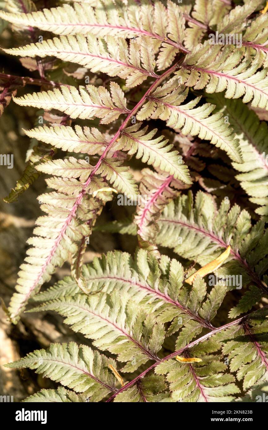 Helecho pintado japonés, Athyrium niponicum 'Silver Falls', Athyrium Foto de stock