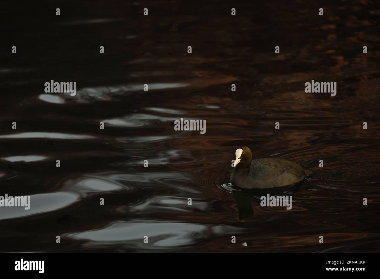 Primer plano de aves acuáticas Eurasian Coot nadando en el lago Foto de stock