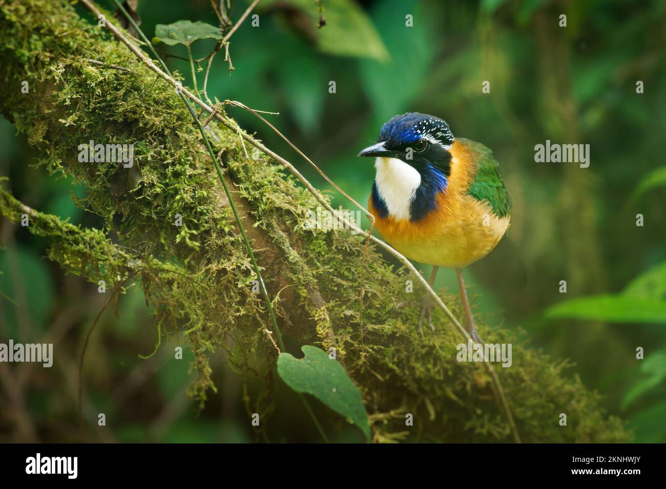 Pitta-Like Ground-Roller - Atelornis pittoides Pájaro de colores de la familia de los robleros Brachypteraciidae endémico de Madagascar, Naranja Azul y Gré Foto de stock