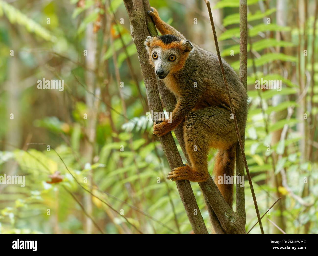 Lemur coronado - Eulemur coronatus endémico de los bosques caducifolios secos del extremo norte de Madagascar, come una dieta de flores, frutos, y hojas, simio Foto de stock