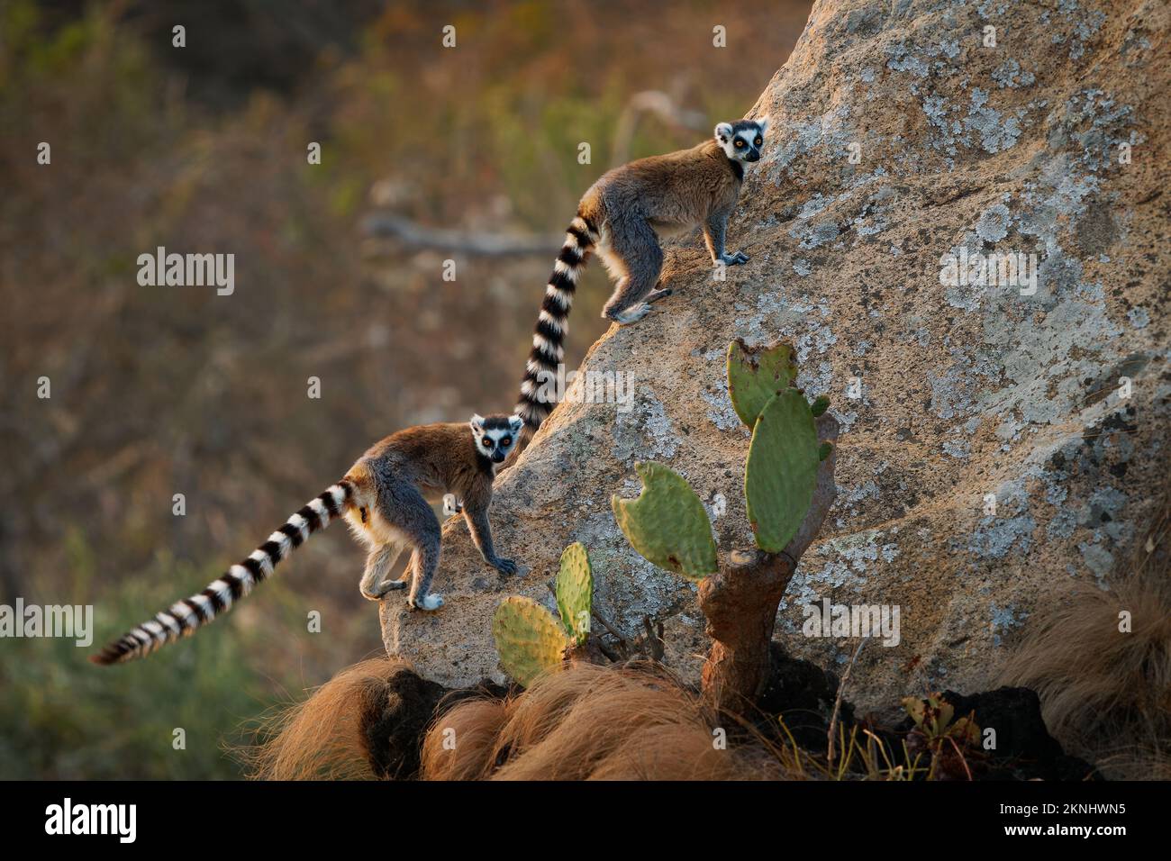 Lemur de cola anillada - Lemur catta Primato de estrepsirrrrrina grande con cola anillada larga, negra y blanca, endémica de Madagascar y en peligro de extinción, en Madagascar Foto de stock
