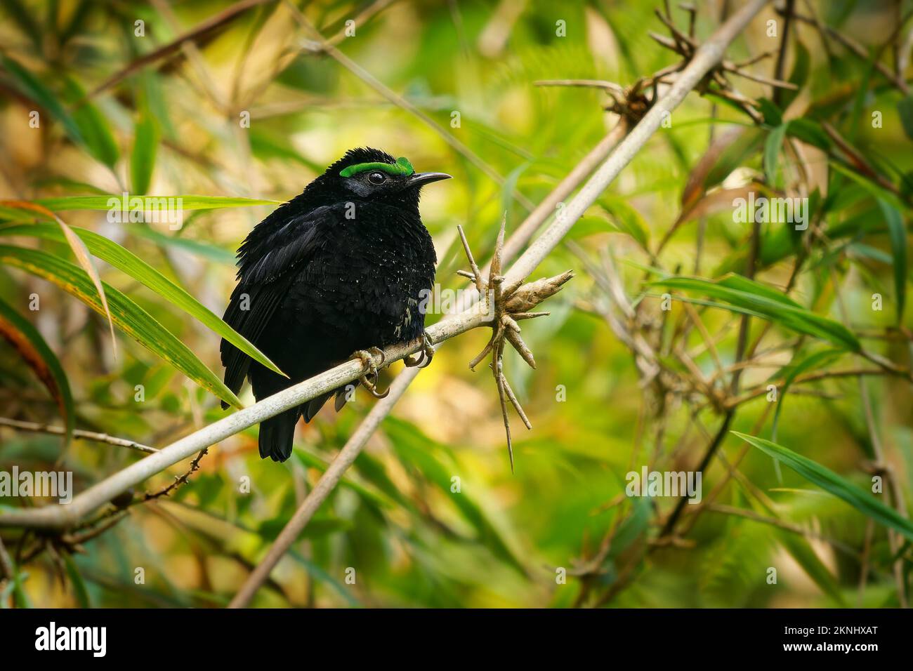 Asity de terciopelo - Philepitta castanea pájaro negro con la ceja verde de la familia Philepittidae, endémica de Madagascar, subtropical o tropical húmedo lo Foto de stock