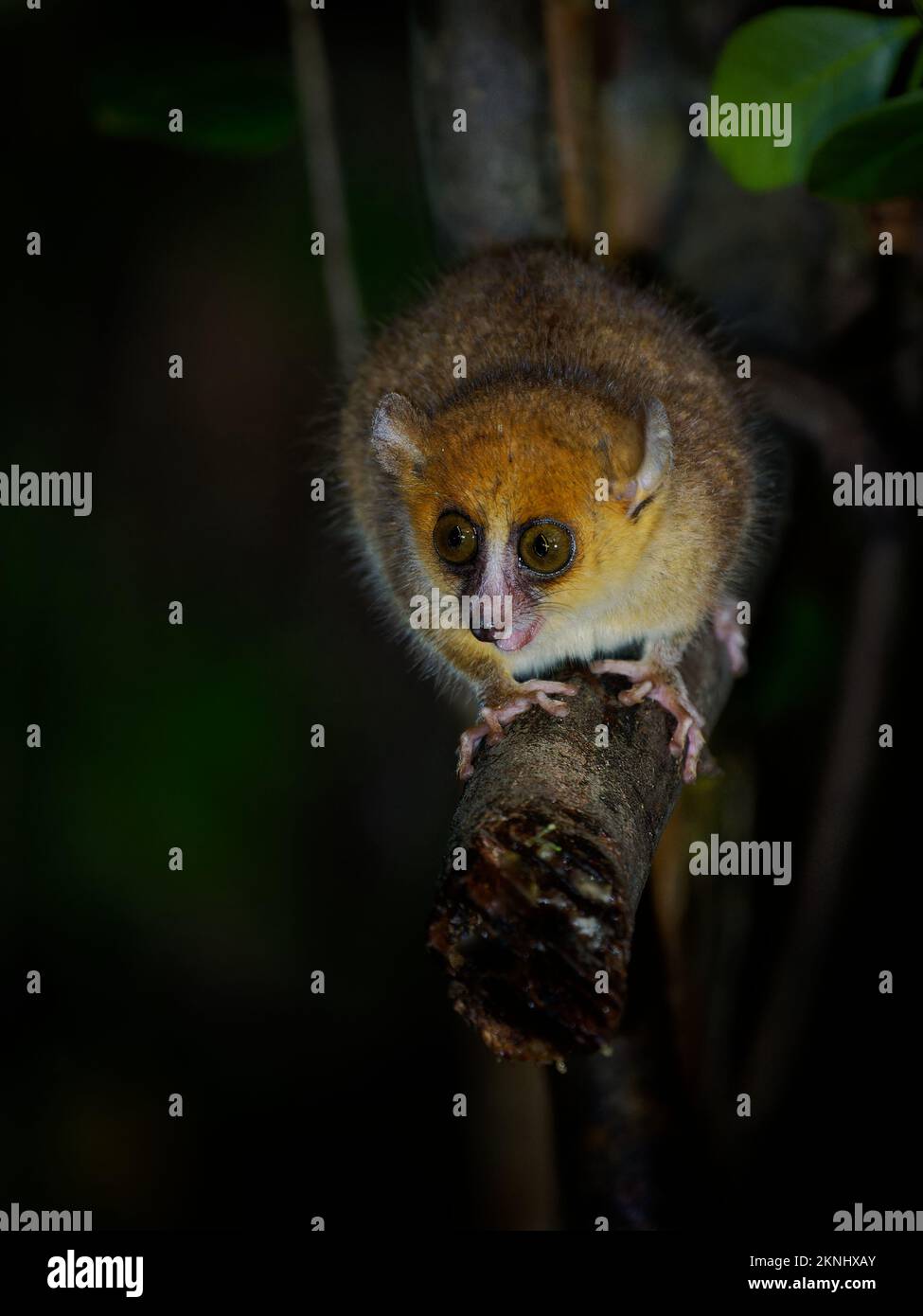 Rufus o Lemur de ratón marrón - Microcebus rufus primate pequeño de Madagascar, también rufus oriental o lemur de ratón rojo o russet, bosques pluviales en M oriental Foto de stock
