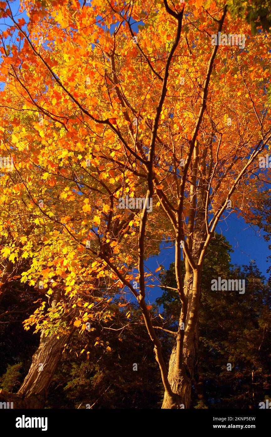 Colores otoñales en un parque de Nueva Inglaterra Foto de stock