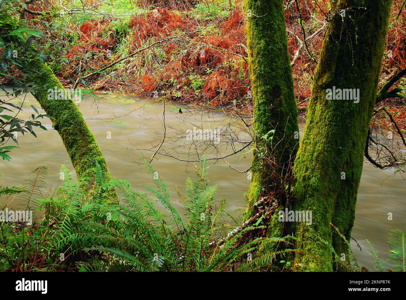 Moss crece en un bosque de crecimiento antiguo en los bosques de Muir Foto de stock