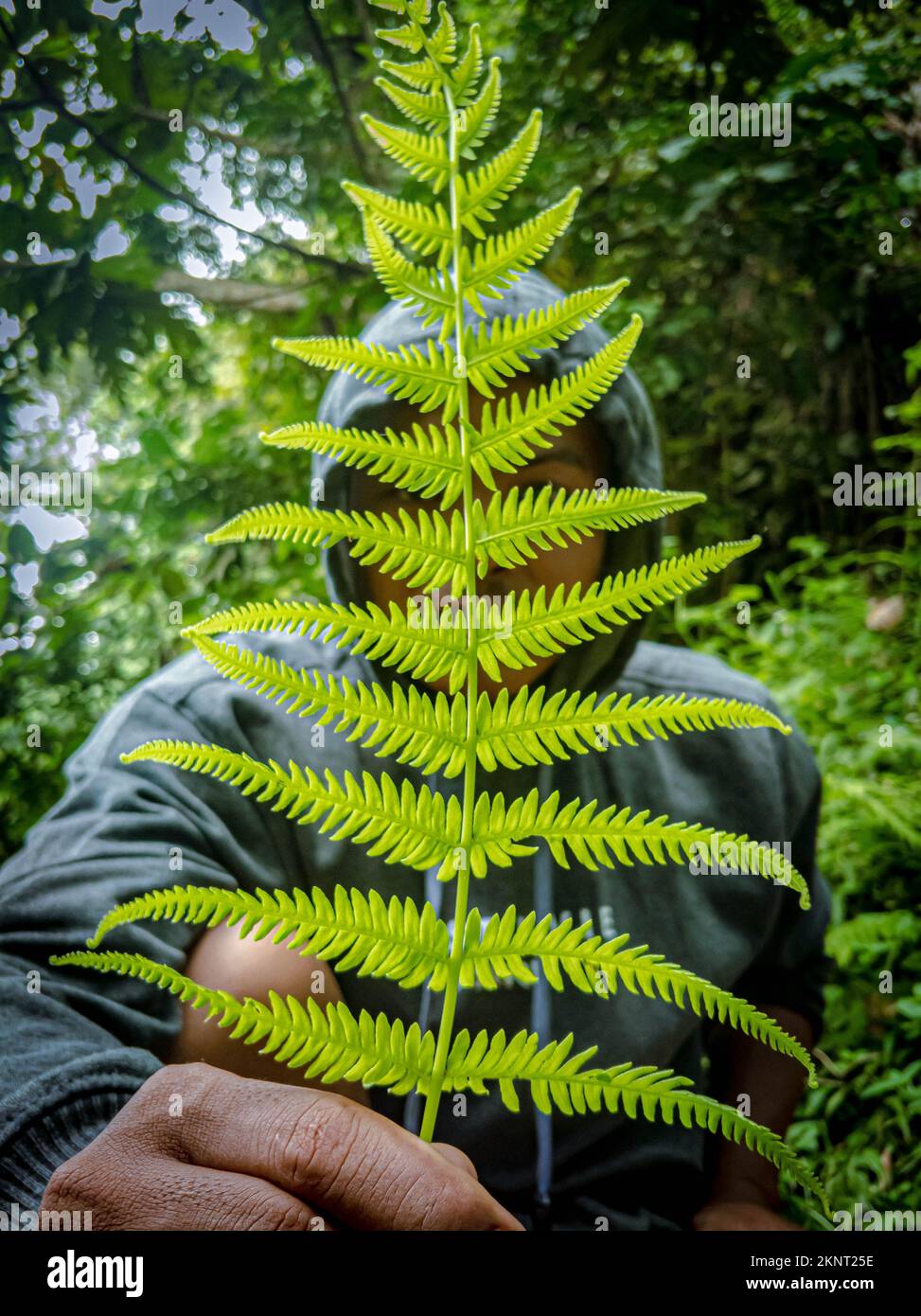 planta verde de helechos cerca Foto de stock