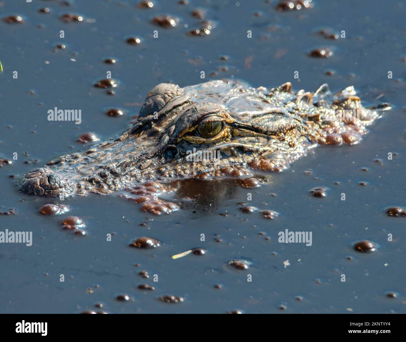 American Alligator Head sentado sobre el agua en un pantano. Foto de stock
