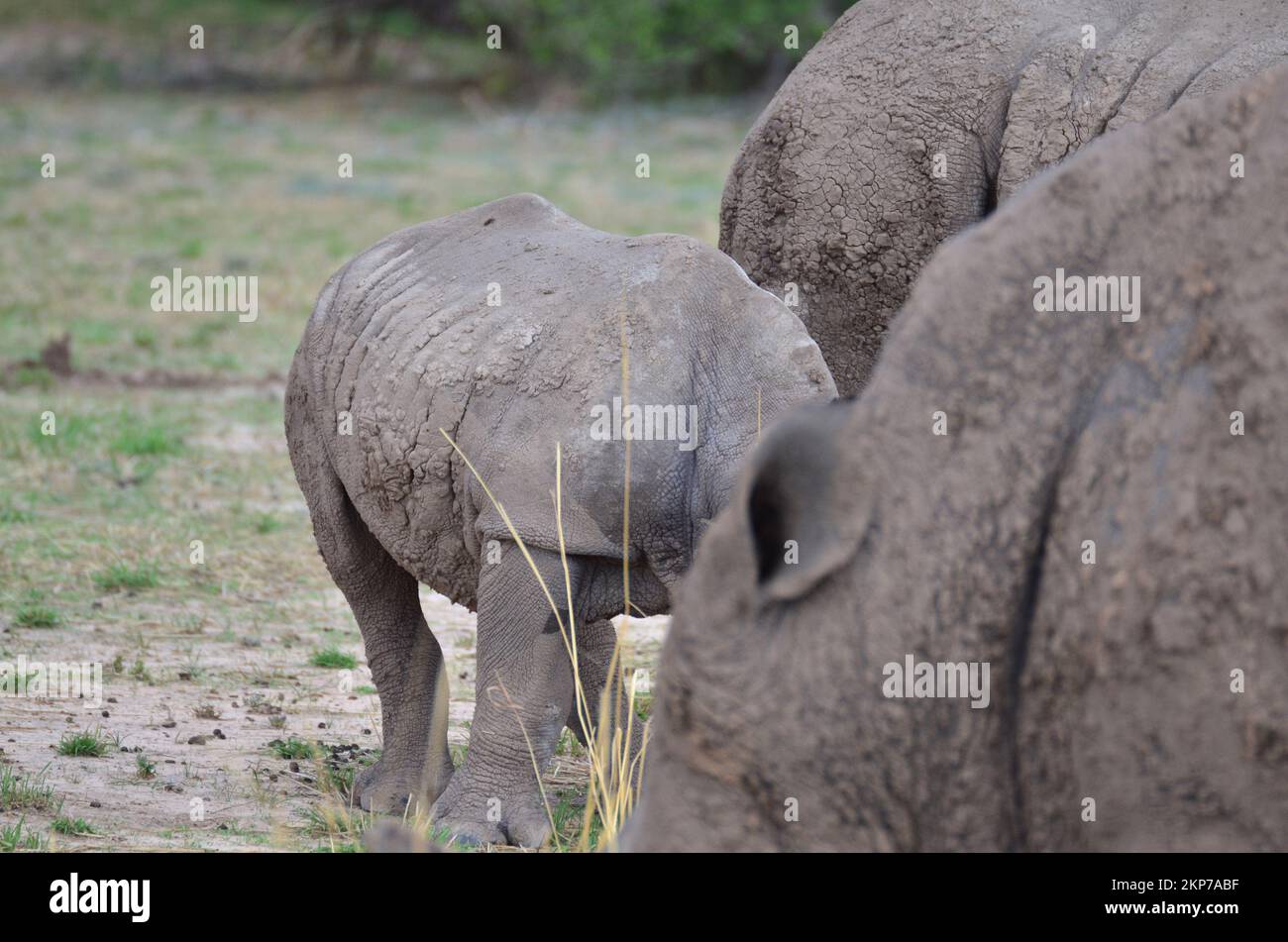 Rinoceronte blanco en sabana Namibia África Breitmaul Nashorn Foto de stock