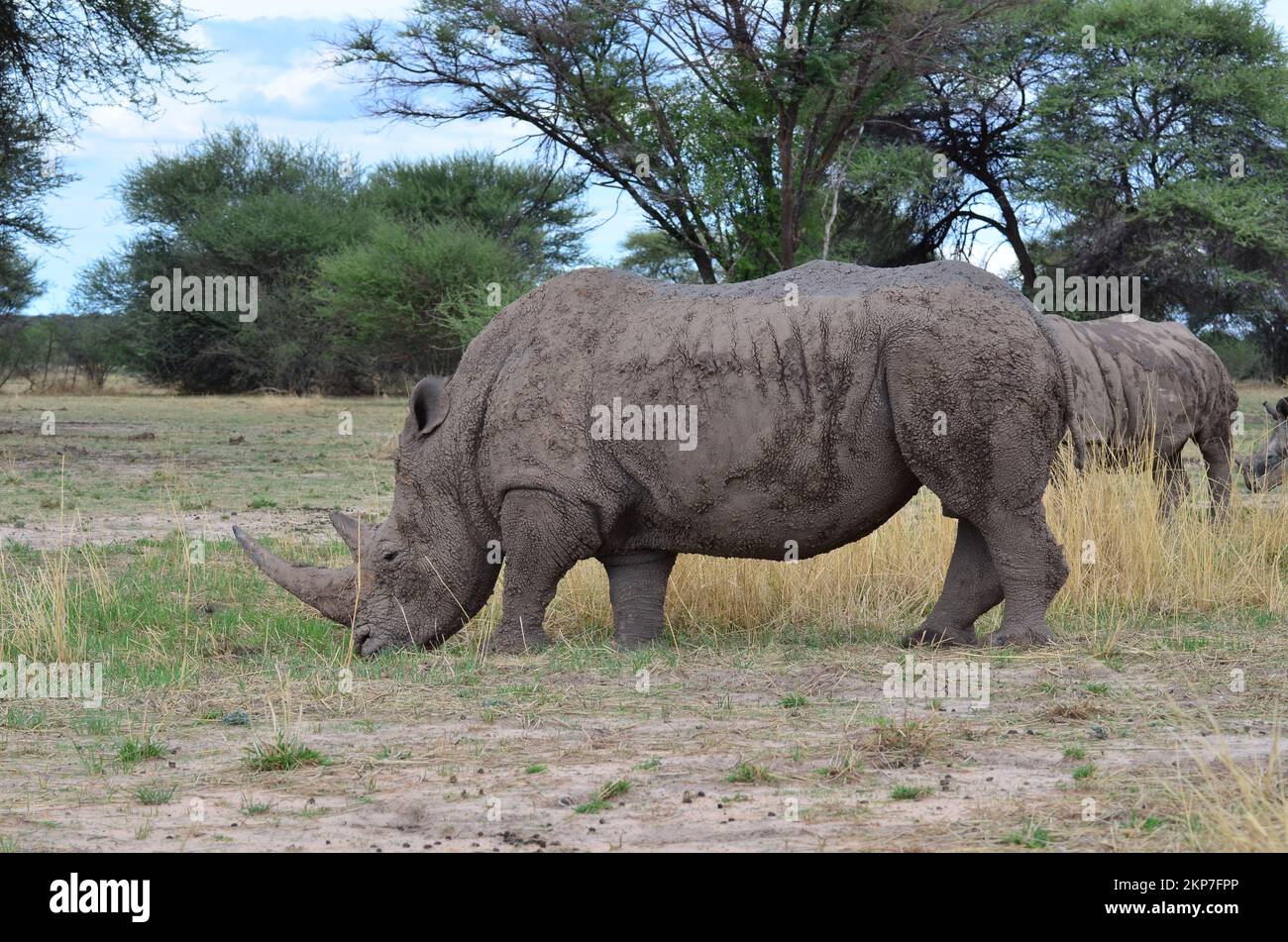 Rinoceronte blanco en sabana Namibia África Breitmaul Nashorn Foto de stock