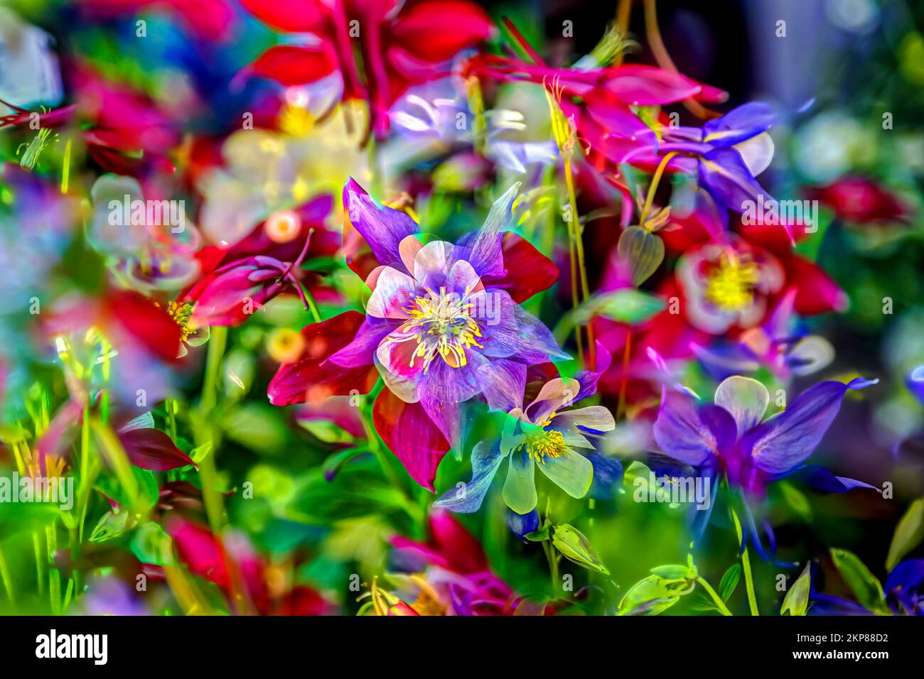 Flores creativas, artístico tirado, columbina (Aquilegia), buttercup, flores  moradas y rojas alienadas, plantas, mezcla de flores, Alemania, Europa  Fotografía de stock - Alamy