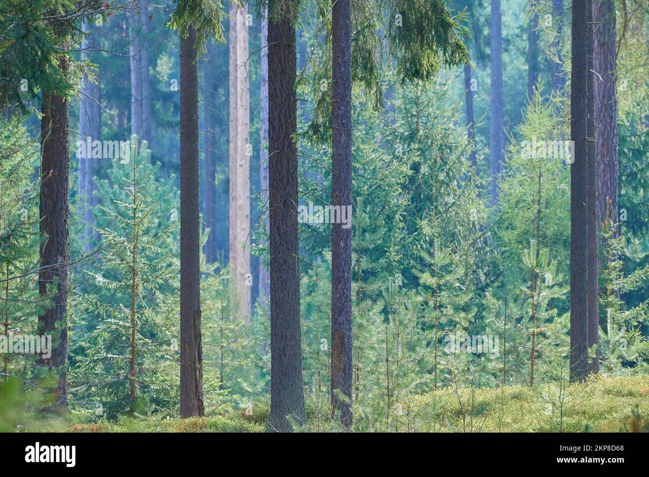 Bosque de coníferas, primavera, Hlinsko, República Checa, Europa Foto de stock