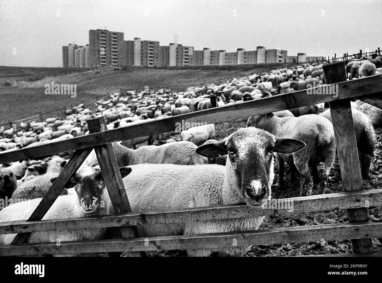 Rebaño de ovejas en un prado frente a una nueva finca de viviendas cerca de Remscheid, Alemania, 1975 (escaneado de un negativo en b/w) Foto de stock