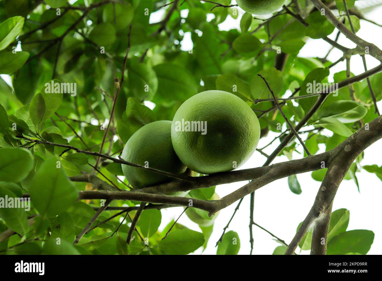 El pomelo es un tipo de fruta cítrica que viene en rojo, rosado, amarillo, y blanco. Cuando se