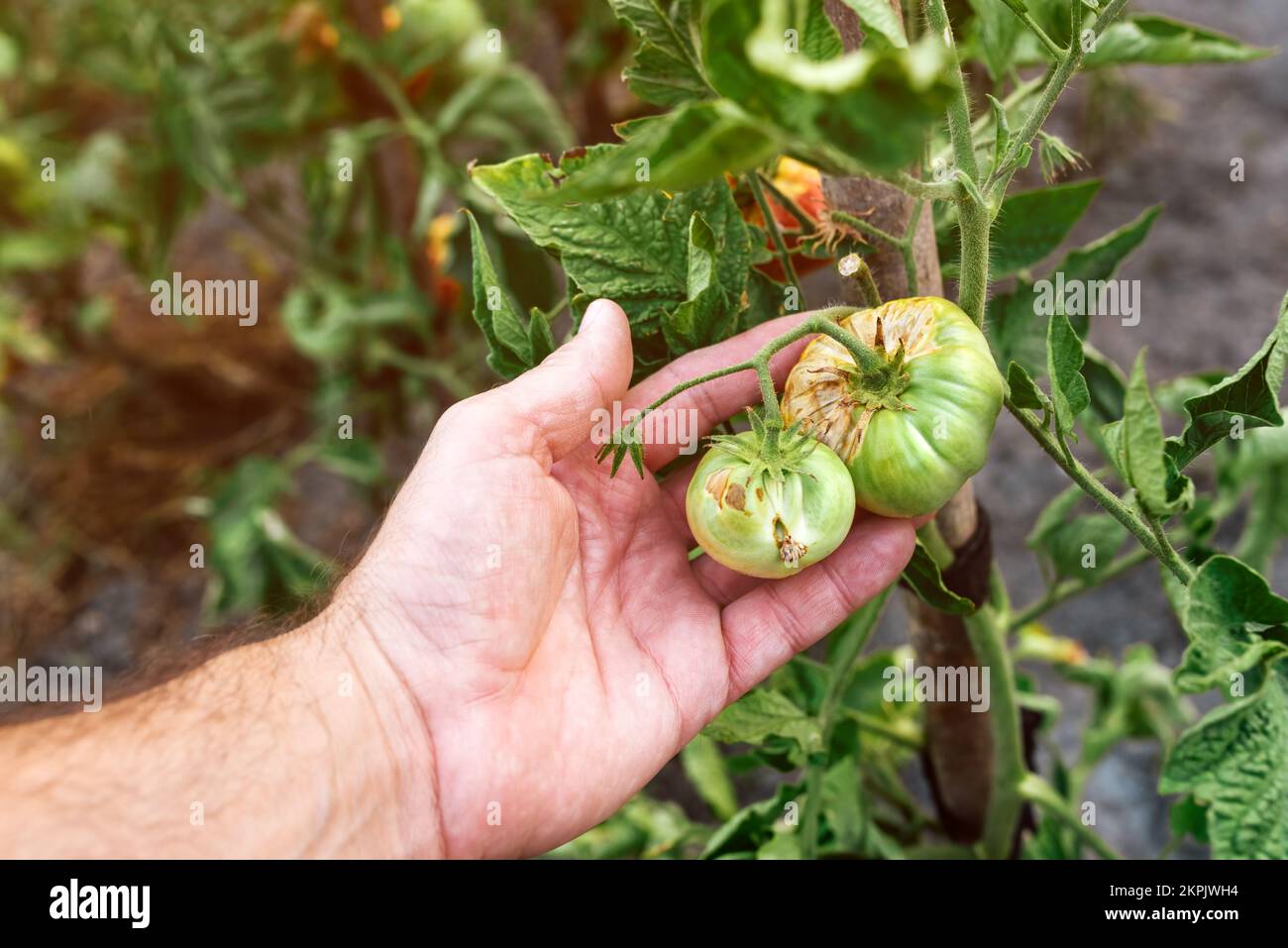 Primer plano de la mano del granjero que examina la fruta de tomate podrida no madura en jardín orgánico, enfoque selectivo Foto de stock