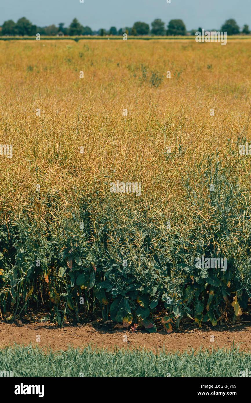 Campo de plantación de colza maduro listo para la cosecha, enfoque selectivo Foto de stock