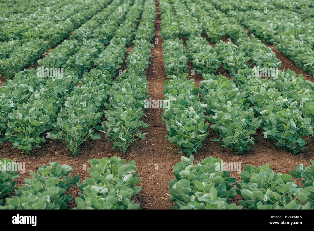 Cultivos de soja (Glycine max) en campo agrícola cultivado en perspectiva decreciente, enfoque selectivo Foto de stock