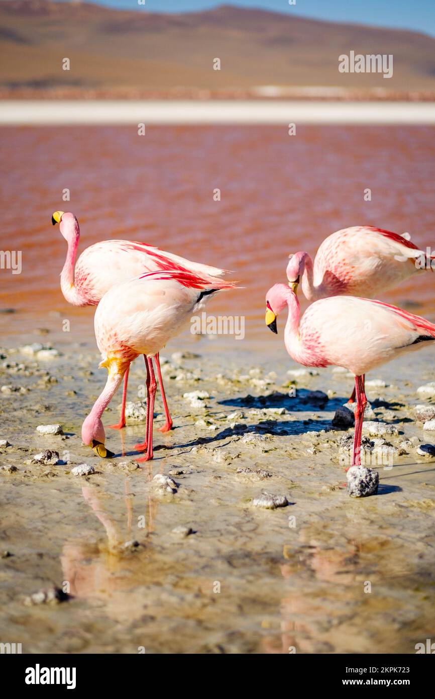 Flamencos en Laguna Colorada en la Reserva Nacional de Fauna Andina Eduardo Avaroa, Provincia Sur Lípez, Bolivia Foto de stock