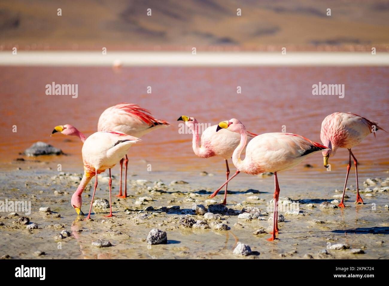 Flamencos en Laguna Colorada en la Reserva Nacional de Fauna Andina Eduardo Avaroa, Provincia Sur Lípez, Bolivia Foto de stock