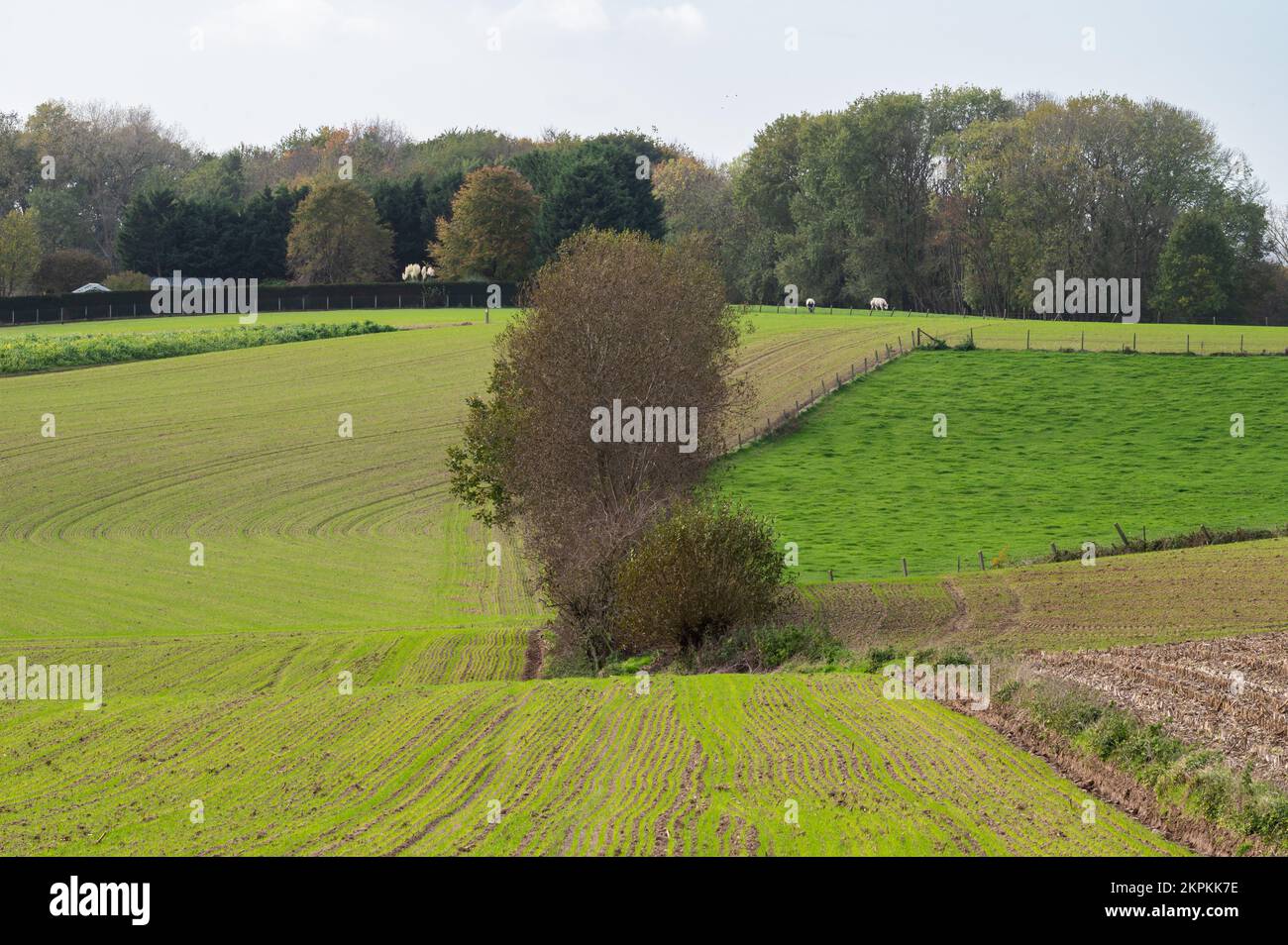 Verdes colinas y prados en la campiña flamenca en otoño, Asse, Bélgica Foto de stock