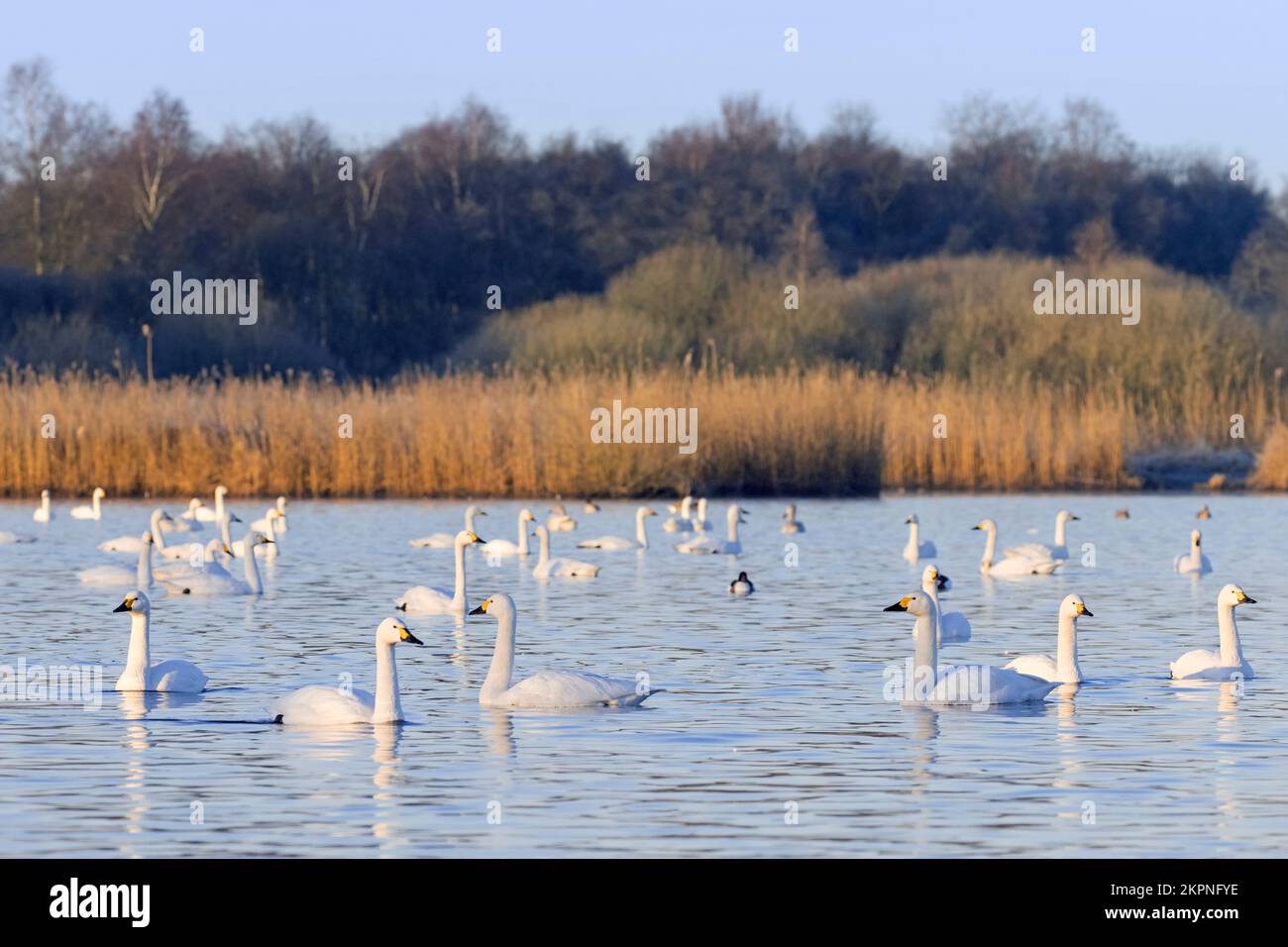 Los cisnes de Bewick (Cygnus bewickii), se reúnen por la tarde en el lago para descansar en invierno Foto de stock