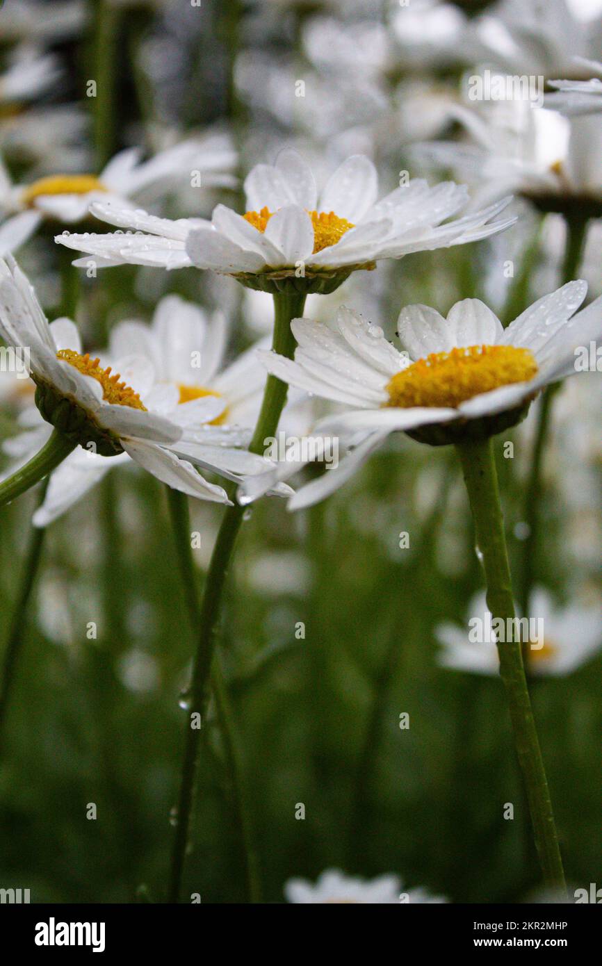 Tres flores blancas fotografías e imágenes de alta resolución - Alamy Tres flores blancas fotografías e imágenes de alta resolución - Alamy