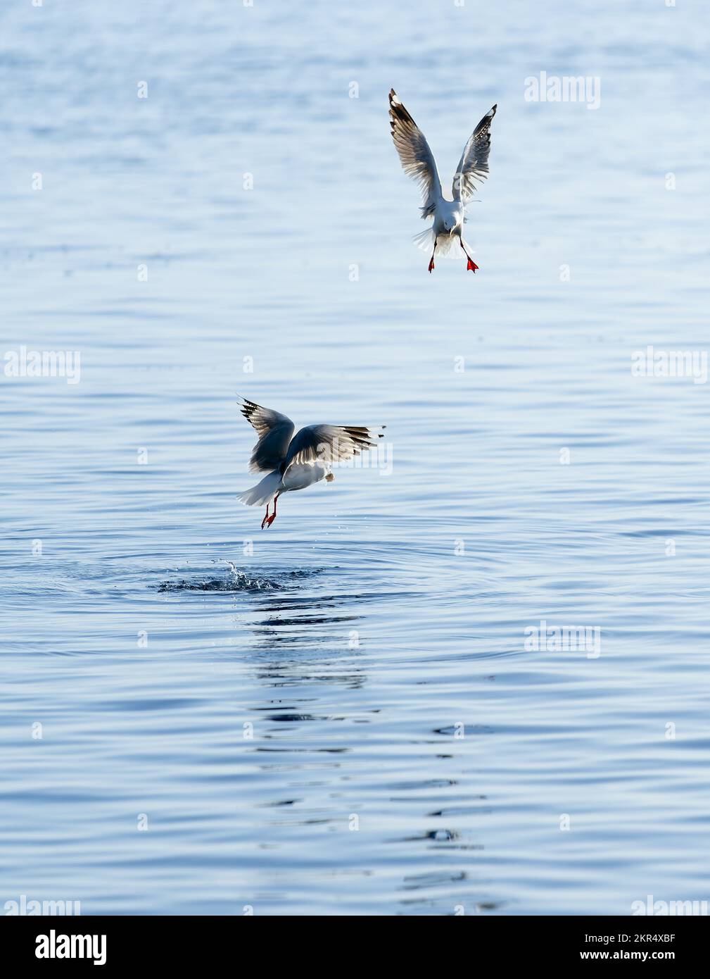 gaviota volando sobre la superficie del agua y buceando en busca de comida. Foto de stock