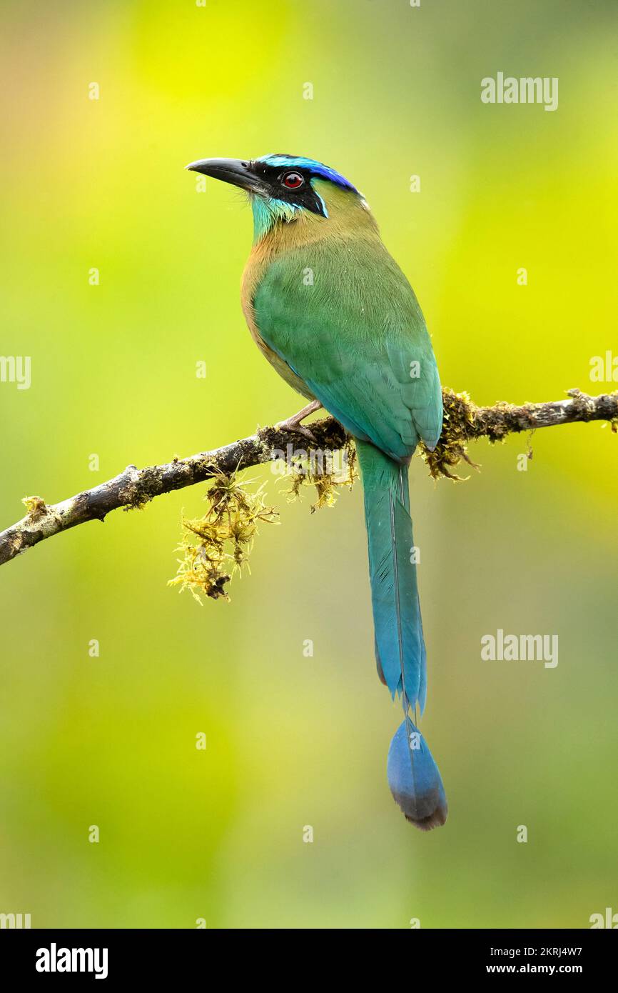 Motmot de la lección Foto de stock