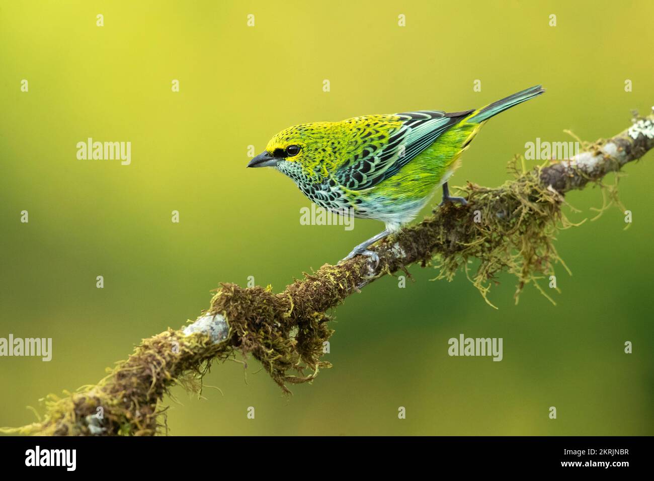 Tanager moteado Foto de stock