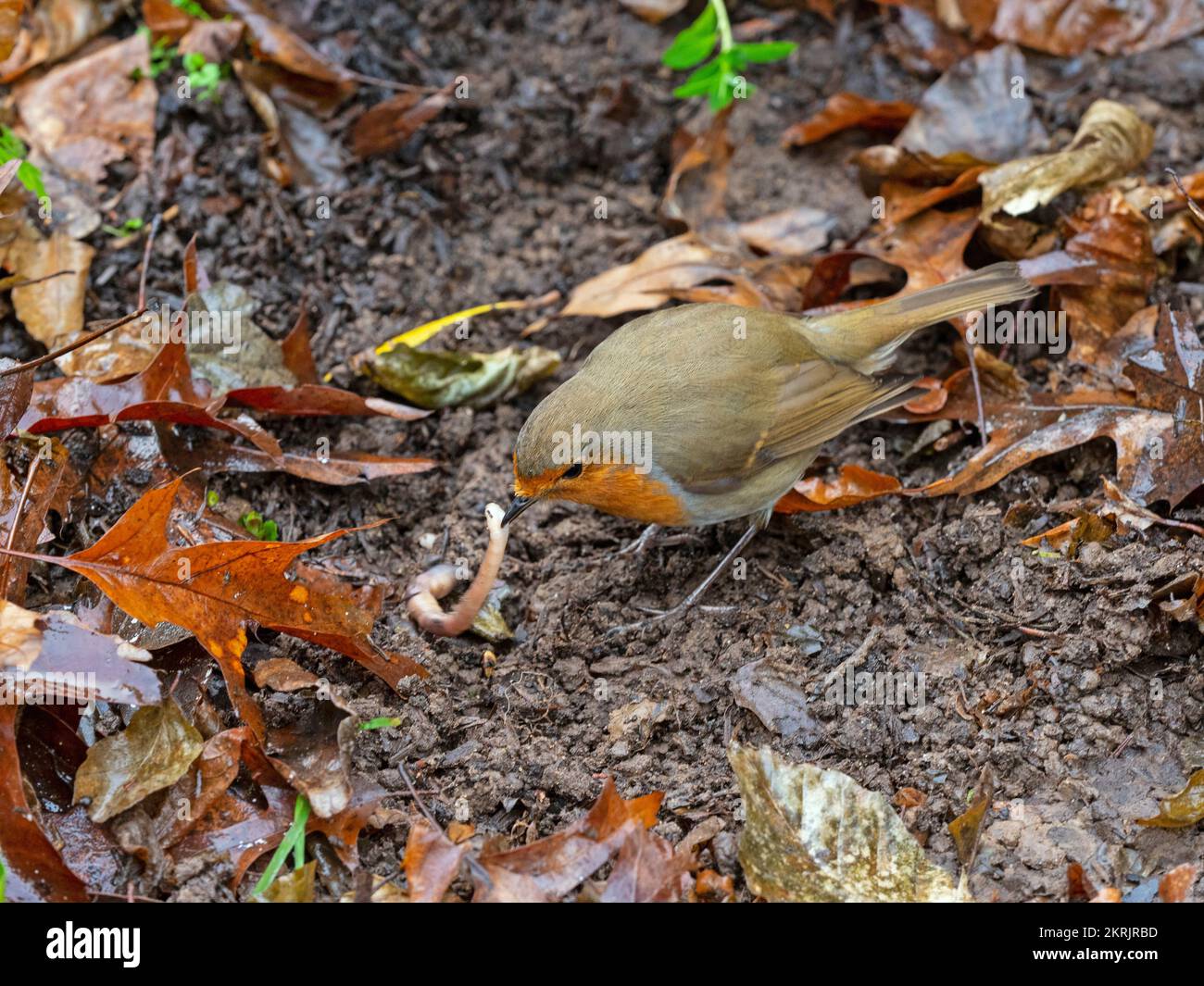 Robin erithacus rubecula forrajeo en hojarasca Noviembre Foto de stock
