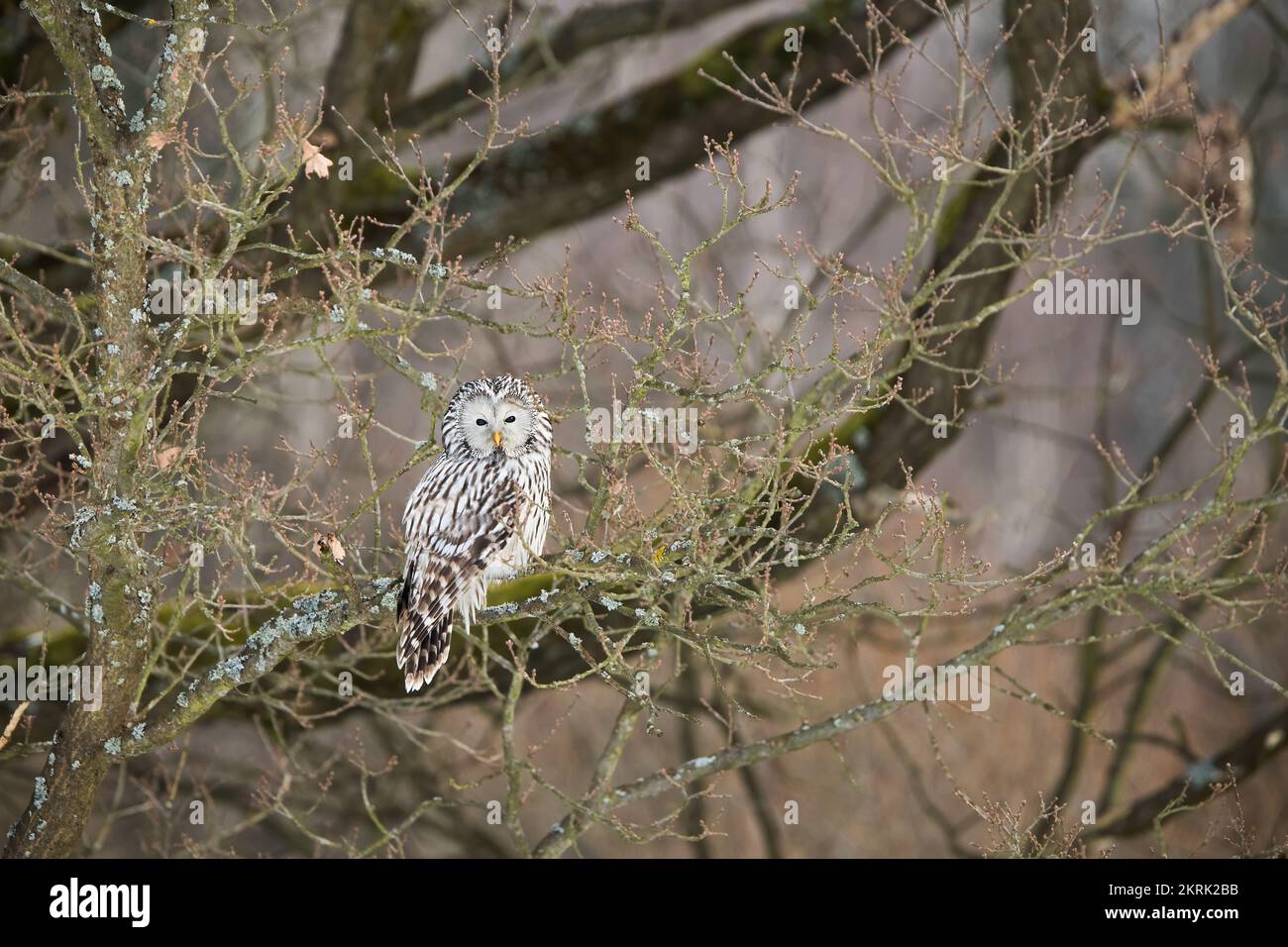 Lechuza Ural, strix uralensis, descansando sobre el árbol en la naturaleza invernal del bosque. Pájaro blanco sentado en rama en el bosque en invierno. Predat nocturno emplumado Foto de stock