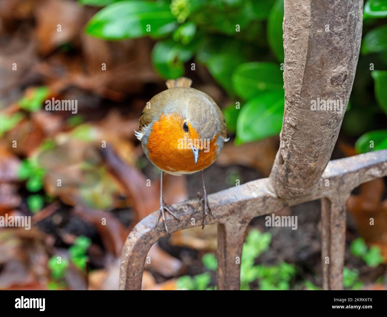 Robin erithacus rubecula descansando en el tenedor del jardín en invierno Foto de stock