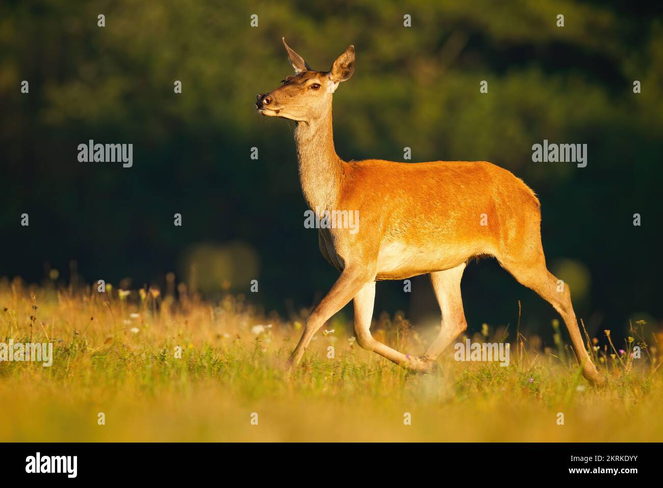 Ciervo rojo corriendo sobre el pasto en verano bajo la luz del sol Foto de stock
