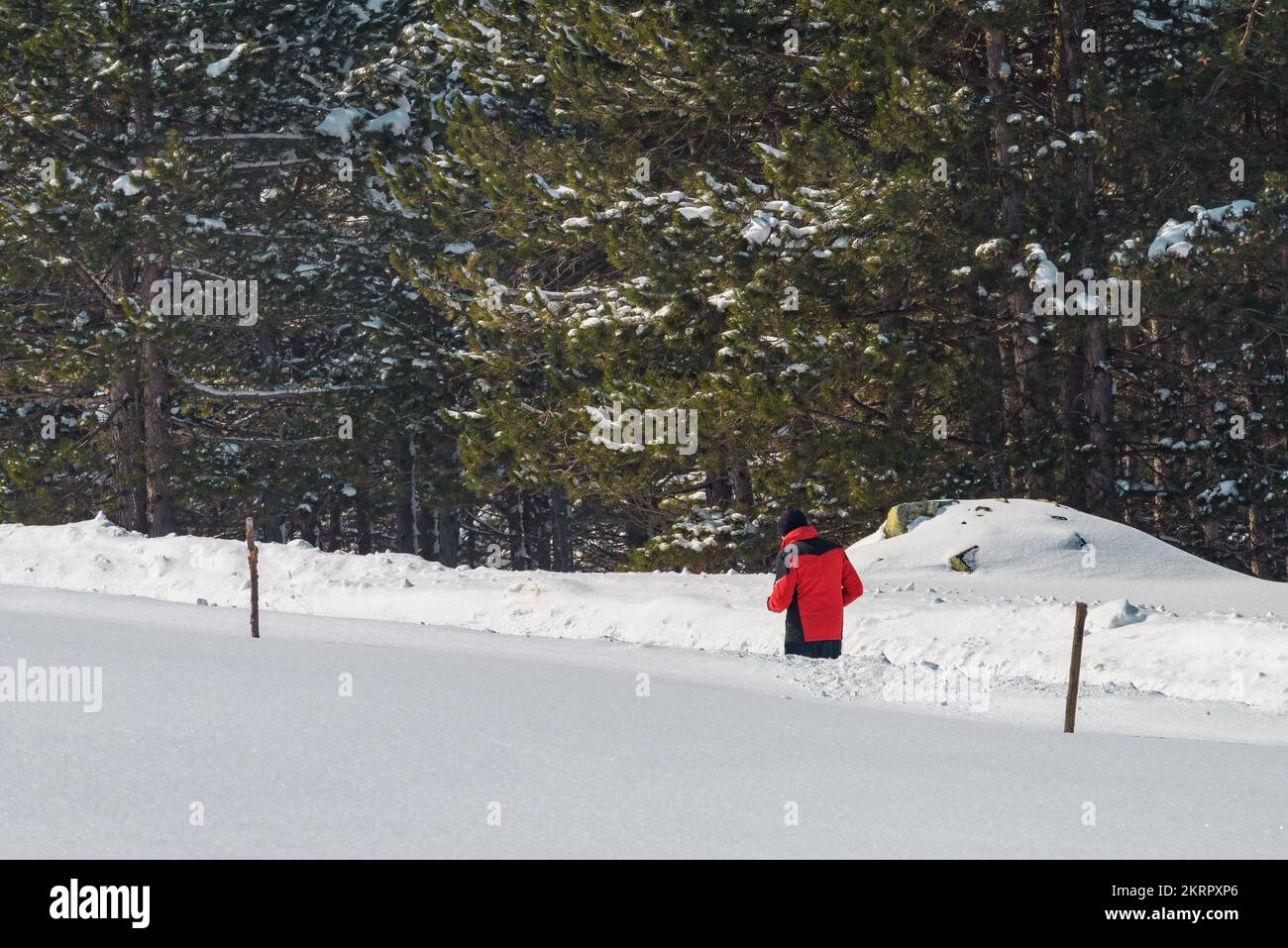 Hombre adulto que lleva chaqueta roja jogging en paisaje cubierto de nieve en bosque de pino en Zlatibor en invierno Foto de stock
