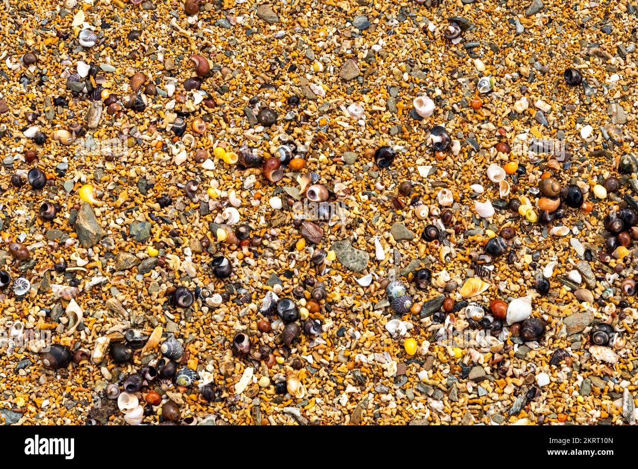 Pequeñas conchas de mar en una playa de Cornwall, de cerca Foto de stock