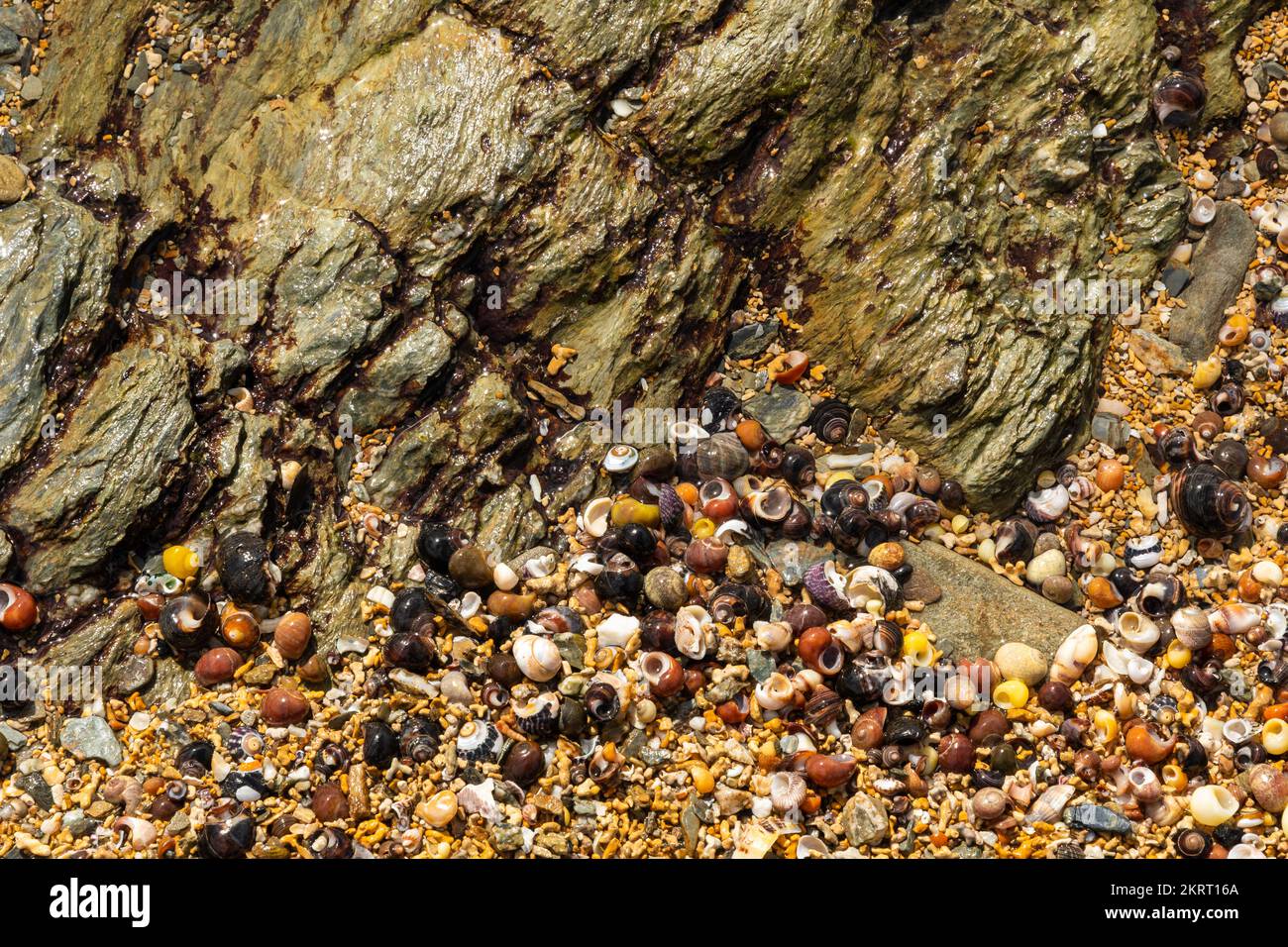 Pequeñas conchas de mar en una playa de Cornwall, de cerca Foto de stock