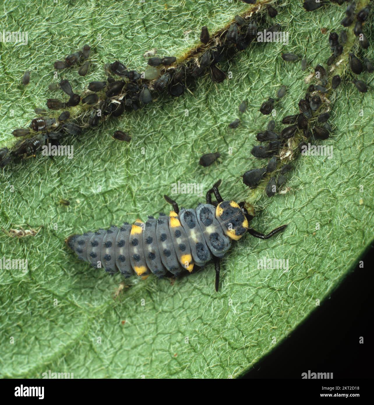 Larva de insecto depredador de siete manchas (Coccinella septumpunctata) que se alimenta de la presa de los áfidos de frijol negro (APHIS fabae) Foto de stock