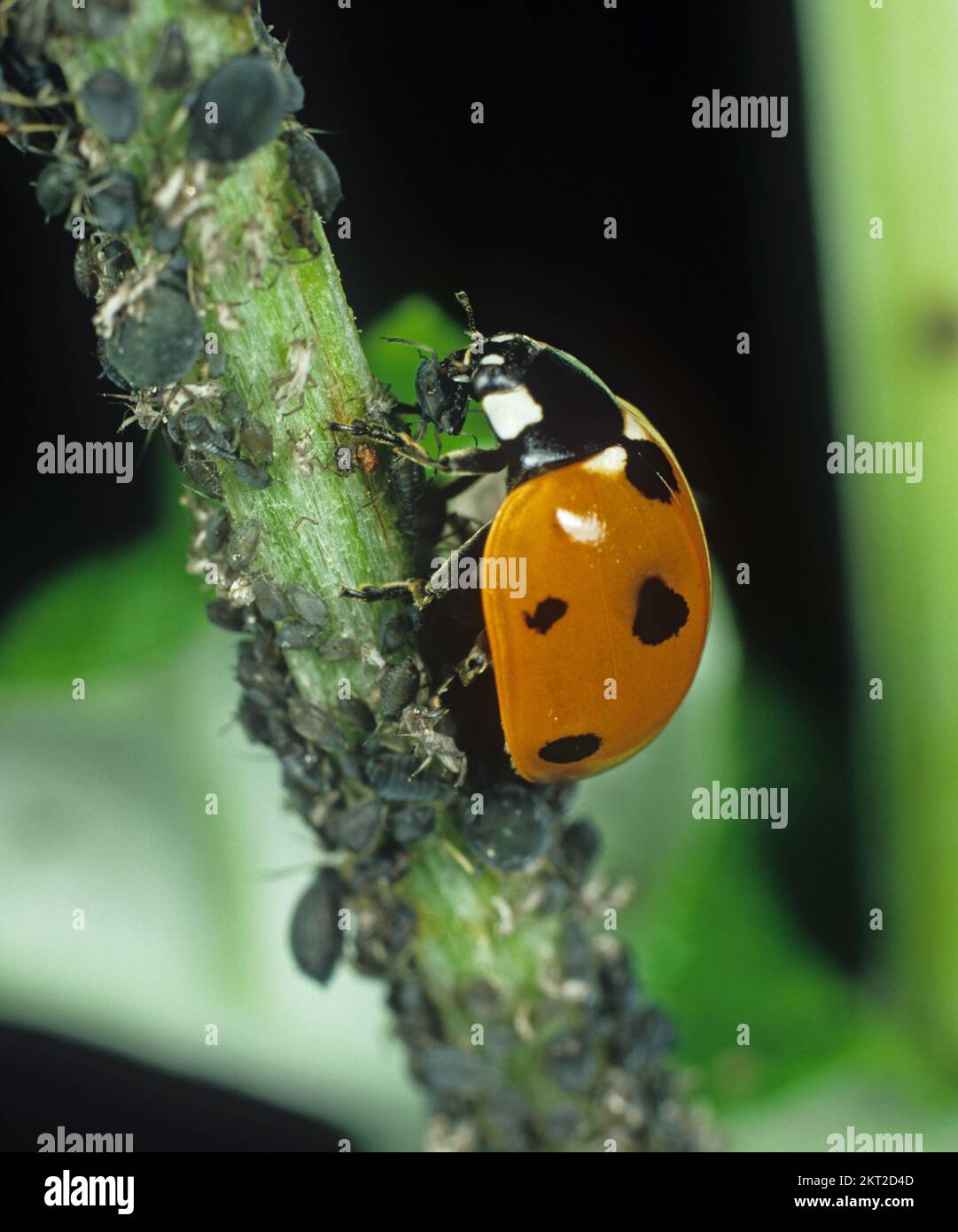 Mariquita de siete manchas (Coccinella septumpiunctata) Predador de escarabajo que se alimenta de plagas de áfidos de frijol negro (APHIS fbae) Foto de stock