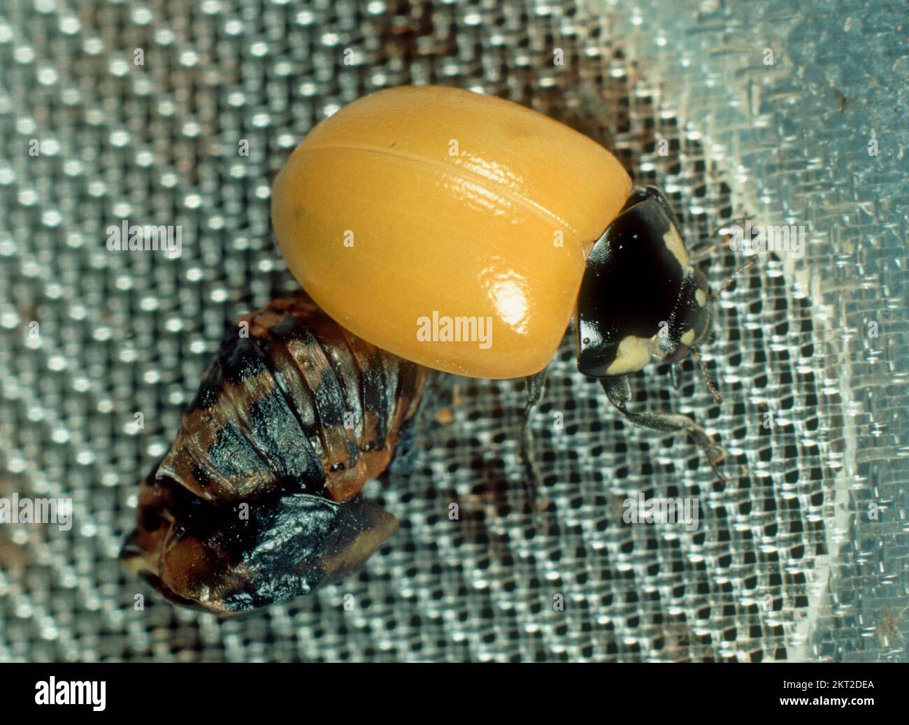 Mariquita de siete manchas (Coccinella septumpunctata) adulto amarillo antes de que se desarrolle coloración de manchas después de salir de la pupa Foto de stock