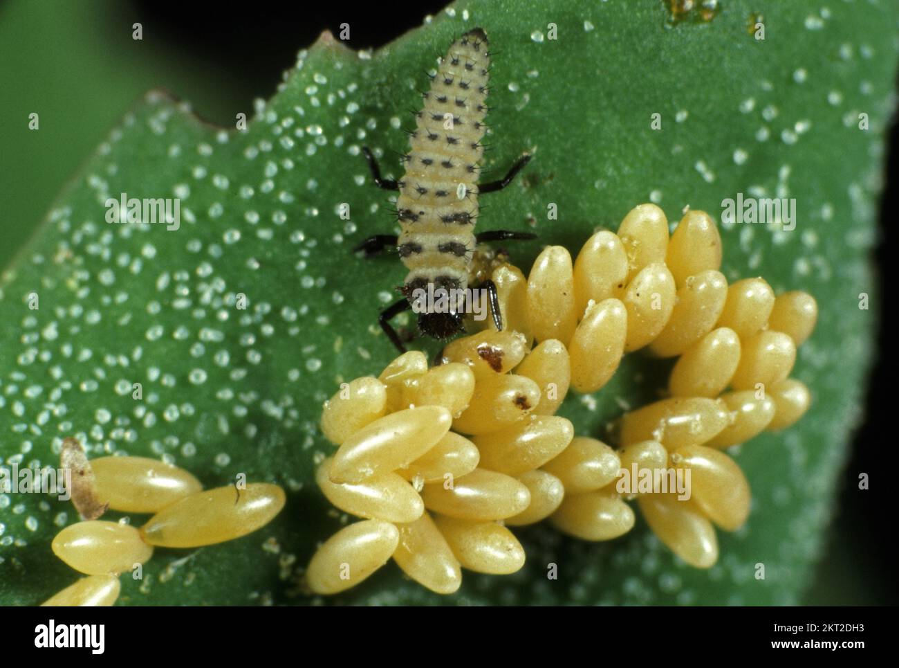 Larva depredadora de siete manchas (Coccinella septumpunctata) con huevos de mariquita de un lote separado Foto de stock