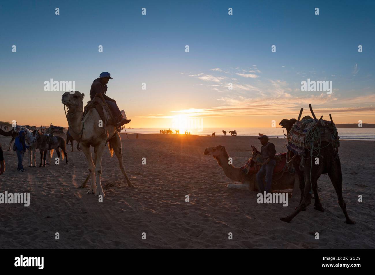 Camellos al atardecer - Essaouira Beach Foto de stock