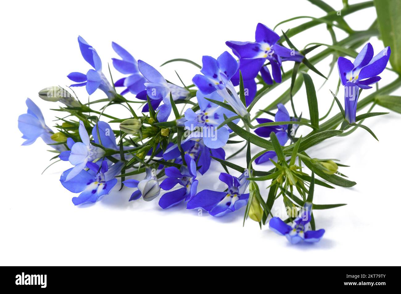 Flores de lobelia azul aisladas sobre fondo blanco. Foto de stock