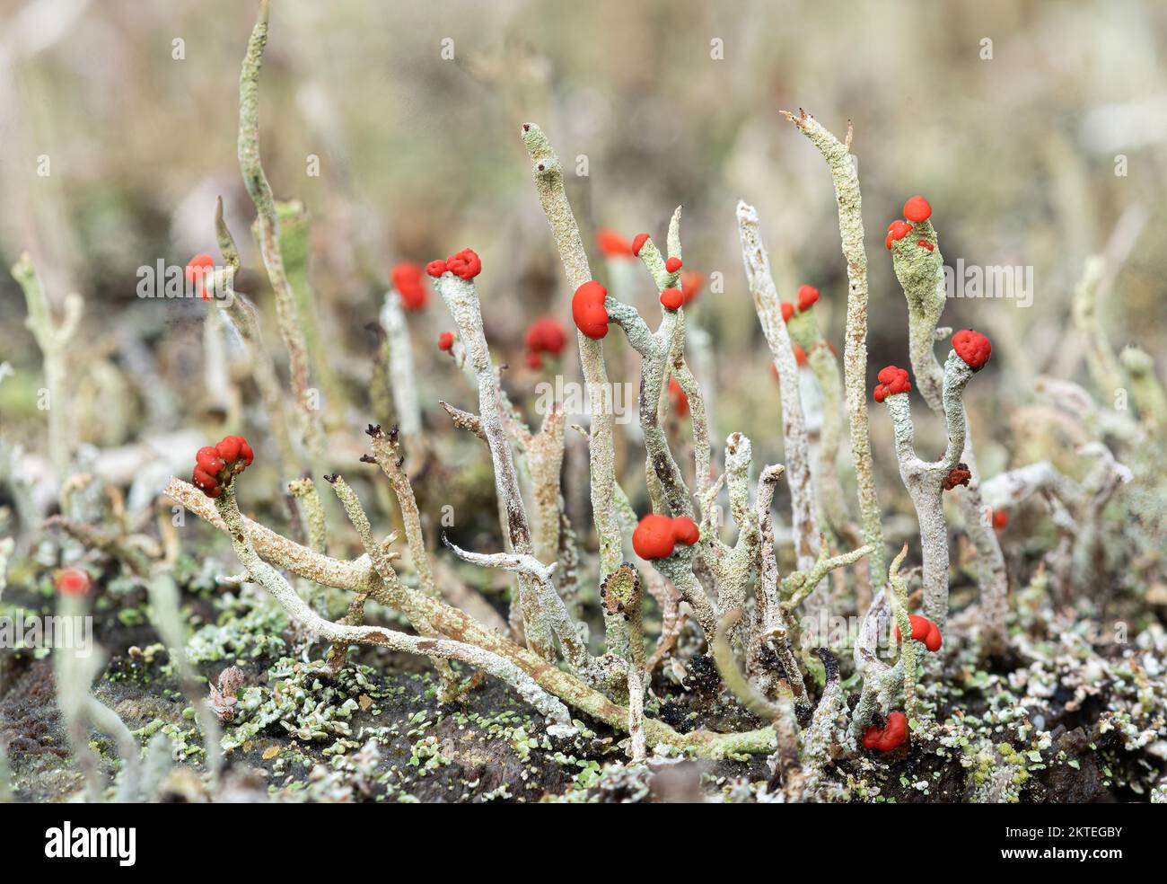 Cladonia floerkeana lichen, también llamada Devils matchsticks, con puntas rojas brillantes, creciendo en un tocón de árbol podrido, Inglaterra, Reino Unido Foto de stock