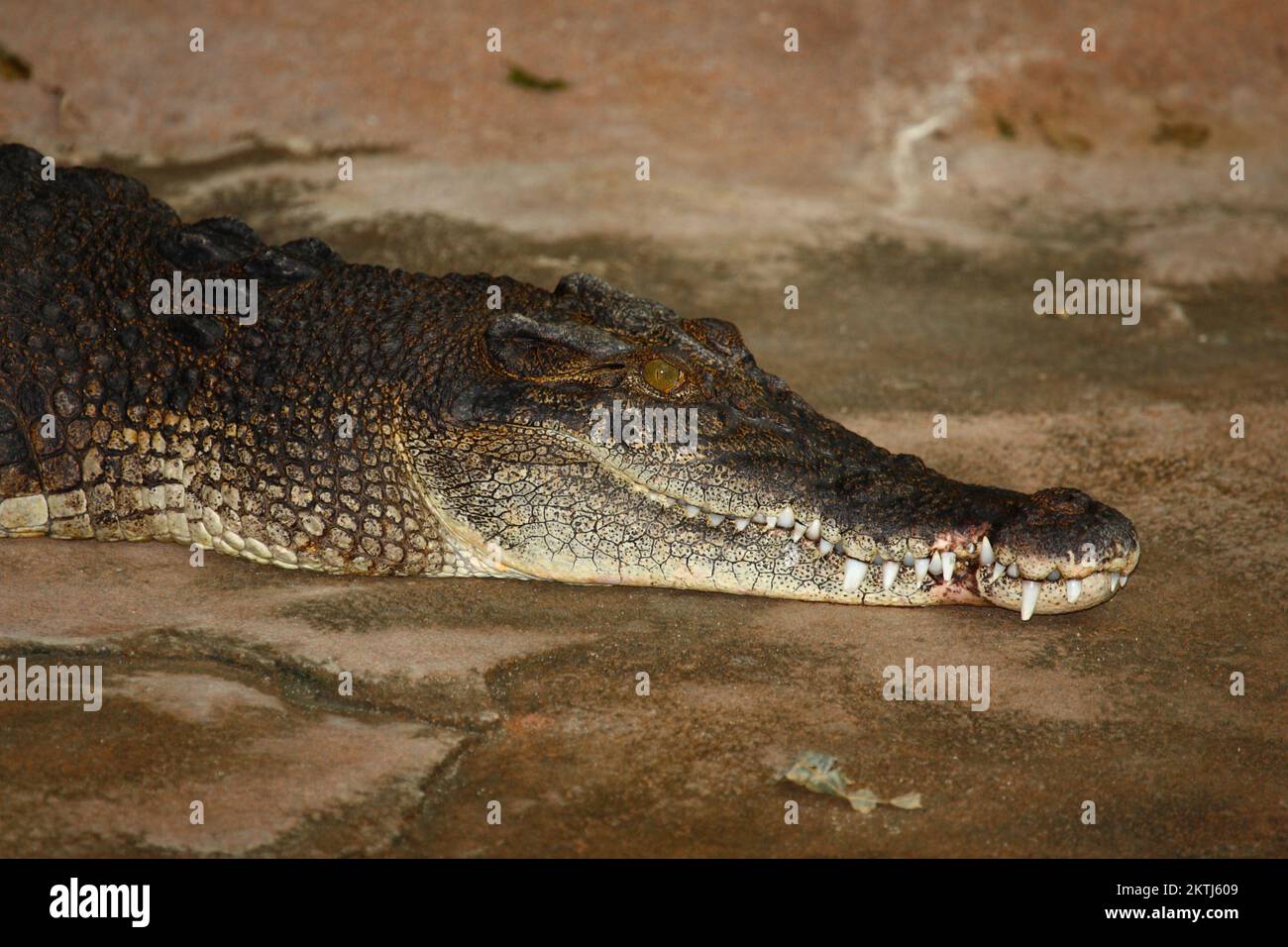 Leistenkrokodil / cocodrilo de agua salada / Crocodylus porosus Foto de stock
