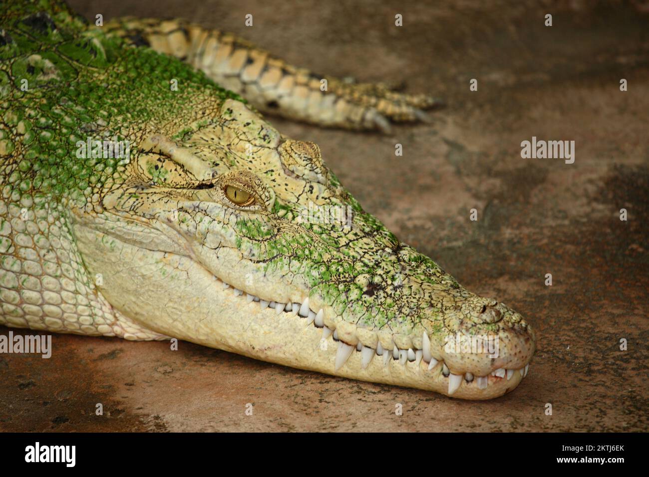 Weißes Leistenkrokodil / Crocodylus porosus Foto de stock
