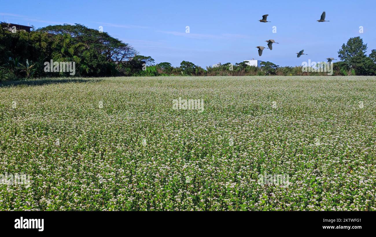 La soleada vista de hermosas flores de trigo sarraceno, Dayuan, Taoyuan, Taiwán Foto de stock