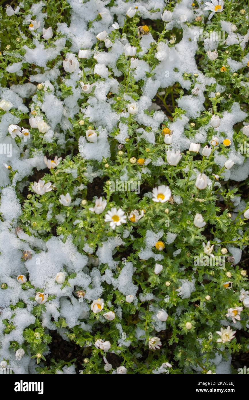 Flores tempranas oof la primavera bajo la nieve en un jardín. Foto de stock
