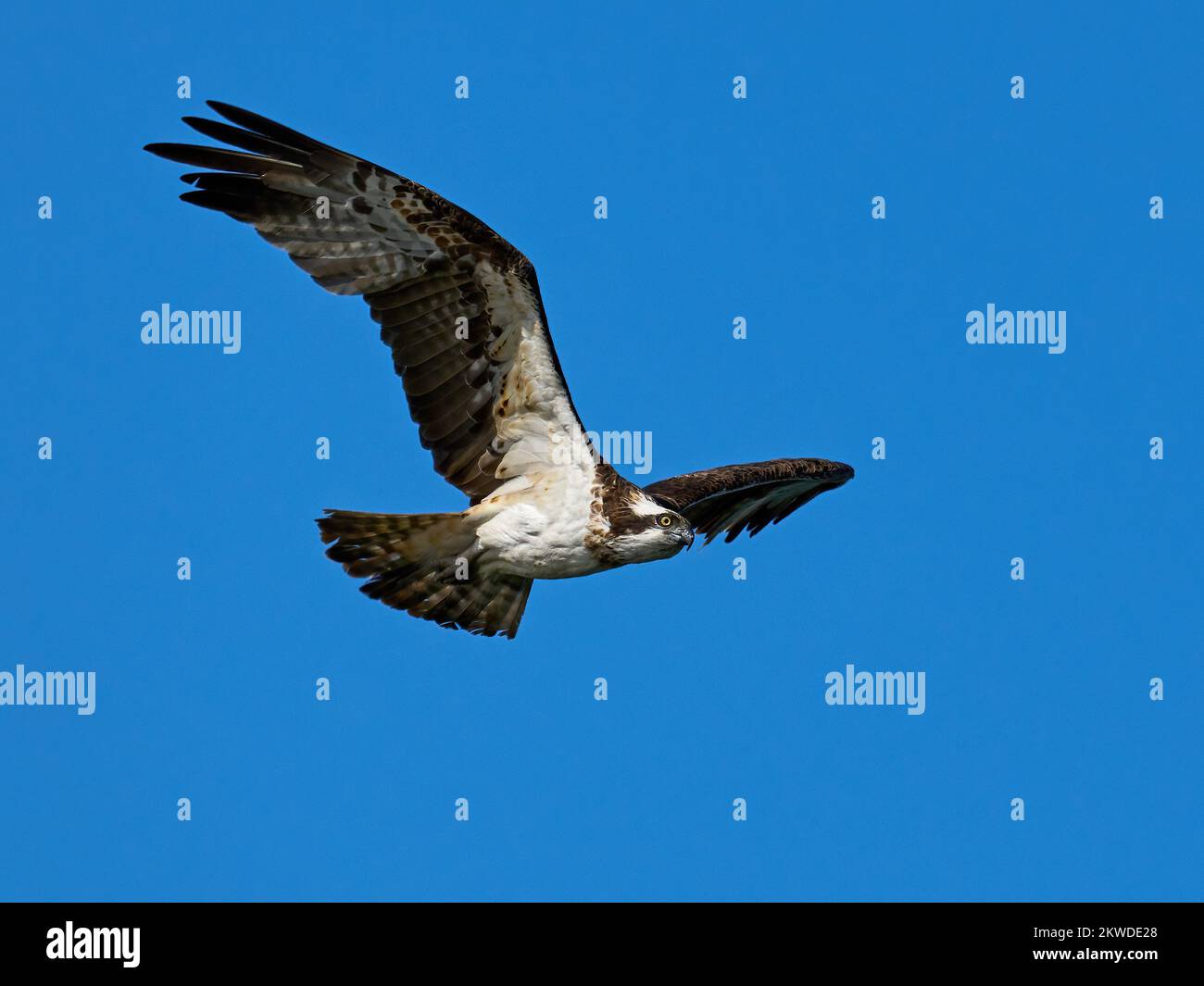 Águila pescadora (Pandion haliaetus) en su entorno natural Foto de stock